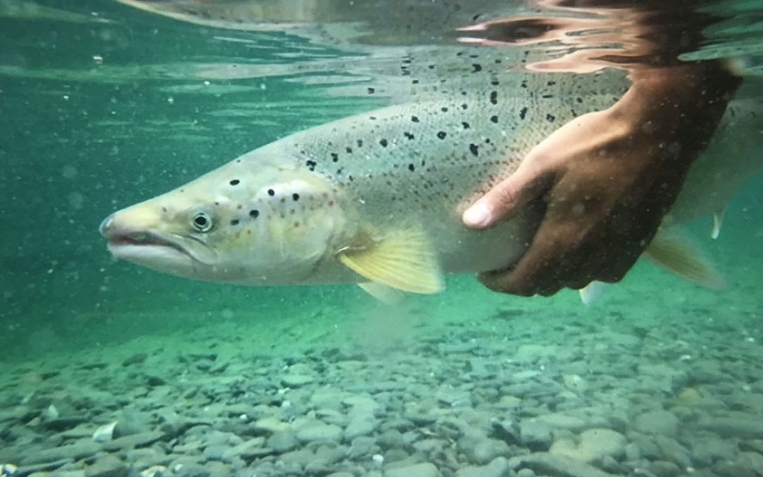 AGA 2026 et Scéance d&rsquo;information publique sur l&rsquo;évolution du projet « aire protégée de la rivière Bonaventure »